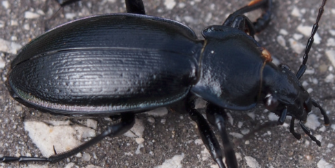 Carabus sp. Czech republic